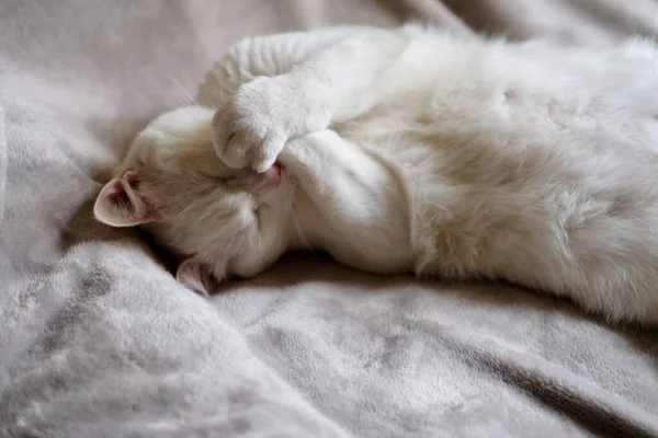 One Pure White Cat Covering Its Mouth Paws Laughing Daylight — Stock Photo, Image