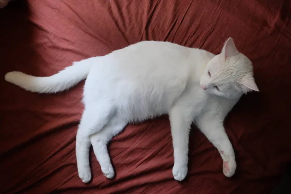 Vue Dessus Chat Blanc Pur Feuille Rouge — Photo