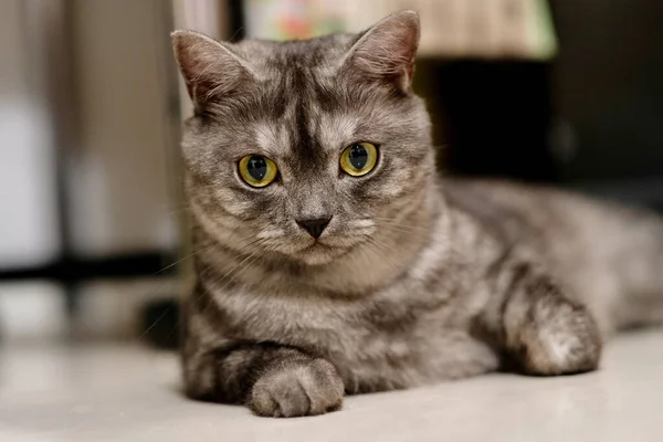 Menutup Satu Kucing British Shorthair Coklat Tergeletak Tanah Putih Melihat — Stok Foto