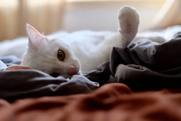 Acercamiento Gato Blanco Puro Acostado Cama Bajo Luz Del Sol —  Fotos de Stock