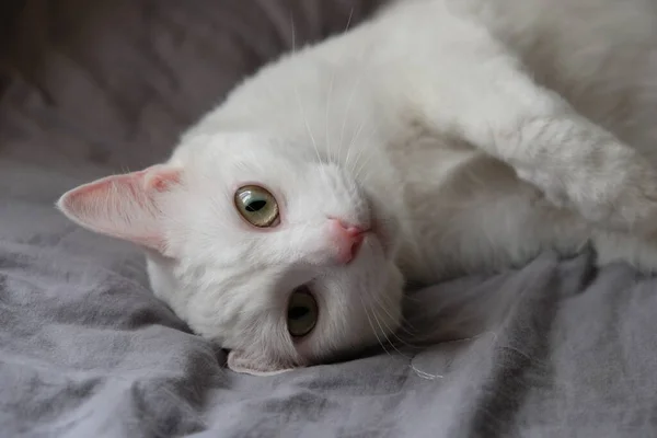 Dicht Voorzijde Van Een Ondeugende Witte Kat Liggend Grijs Laken — Stockfoto