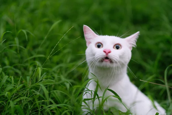 把一只有趣的白猫关在鲜绿的草地上 张大了嘴 睁大了眼睛 看着相机 模糊的背景 — 图库照片
