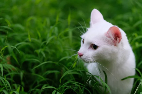 用新鲜的绿草把一只纯白的猫的脑袋圈起来 模糊的背景 — 图库照片