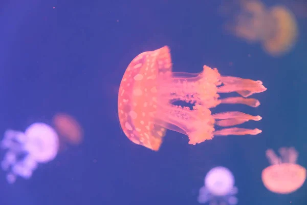 Zavřít Jeden Fluorescenční Růžové Medúzy Plavání Vodě Rozmazat Pozadí — Stock fotografie