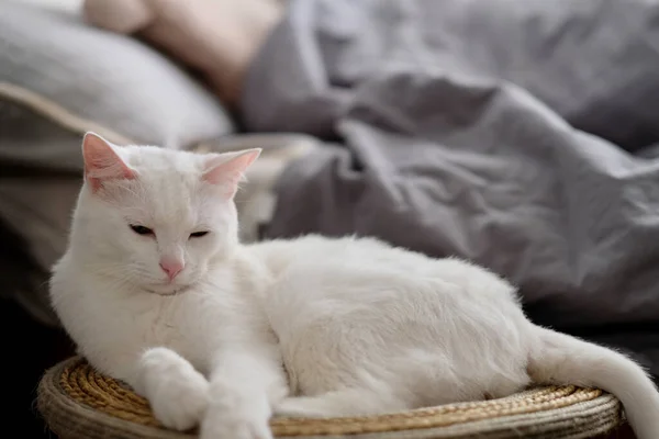 Close One Pure White Sleepy Cat Resting Cat Tree Daylight — Stock Photo, Image