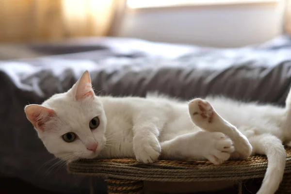 Κλείστε Ένα Καθαρό Λευκό Άτακτος Γάτα Δέντρο Γάτα Στο Φως — Φωτογραφία Αρχείου