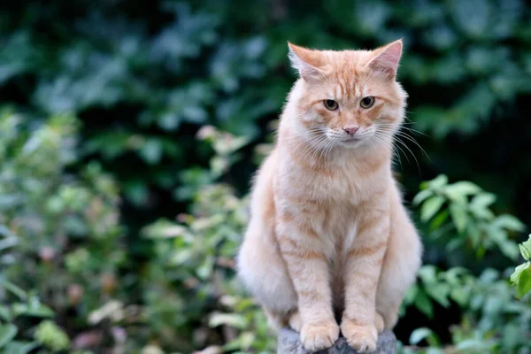 靠近一只站在柱子上的可爱的棕色小胖猫 模糊的绿树背景 — 图库照片