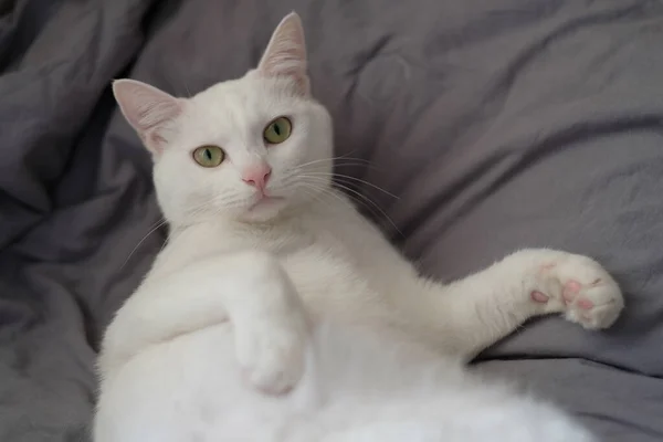 Close One Funny White Cat Lying Gray Quilt Looking Camera — Stock Photo, Image