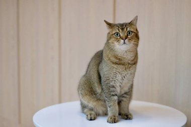 Beyaz masada kameraya bakarak duran şirin bir İngiliz Shorthair Cat 'i kapatın. Bulanık kahverengi duvar arkaplanı 