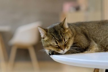 Beyaz masada uyuyan şirin bir İngiliz Shorthair Cat 'i kapatın. Bulanık sandalye ve kapalı arkaplan