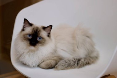 Beyaz sandalyeye uzanmış siyah beyaz bir bez bebeği kameraya bakarak kapat. Bulanık arkaplan