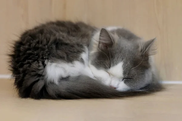 Chiudere Bianco Gatto Napoleone Grigio Che Dorme Sul Pavimento Legno — Foto Stock