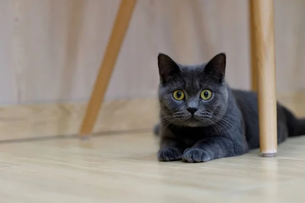 Närbild Brittisk Stenografiblå Katt Liggande Trästol Tittar Kameran Suddig Bakgrund — Stockfoto