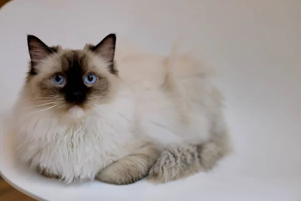 Close One Black White Ragdoll Cat Lying White Chair Looking — Stock Photo, Image