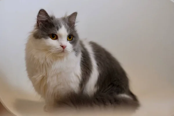 Close One White Gray Napoleon Cat Standing White Chair Looking — Stock Photo, Image