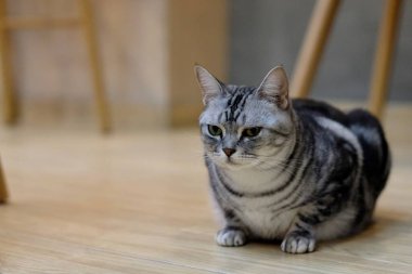 Bir Amerikan Shorthair kedisini kameraya bakarak yere yatırın. Bulanık kahverengi zemin ve sandalyelerin arka planı