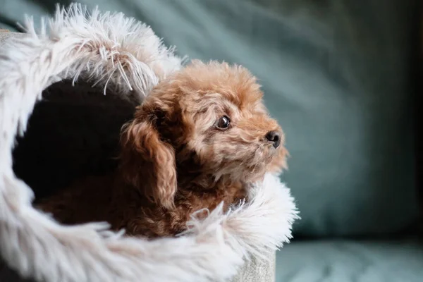 Stäng Leksakspudel Och Över Hundkojan Suddig Grön Blad Bakgrund — Stockfoto