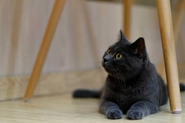 Tahta sandalyenin altında yatan mavi İngiliz kedisini kapatın. Bulanık arkaplan