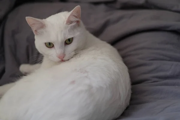 Close One Funny White Cat Lying Gray Quilt Looking Camera — Stock Photo, Image