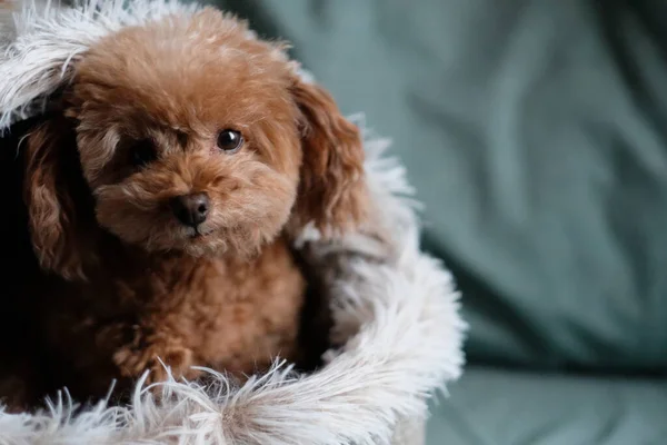 Stäng Leksakspudel Hundkojan Och Titta Kameran Suddig Grön Blad Bakgrund — Stockfoto