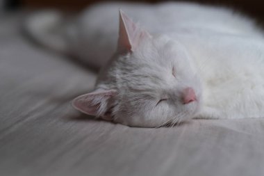 Yatakta uyuyan bembeyaz bir kediyi kapat. Bulanık arkaplan