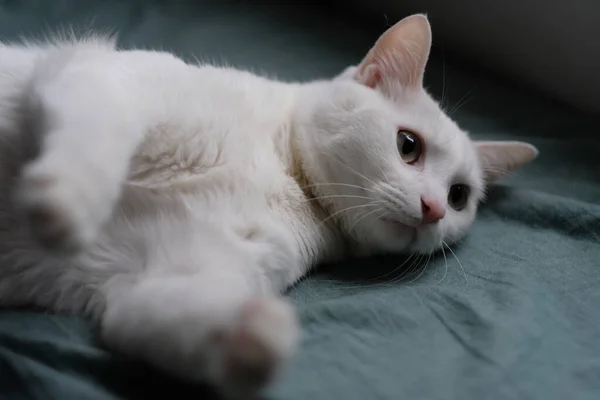 Close One Pure White Cat Lying Green Sheet Blur Dark — Stock Photo, Image