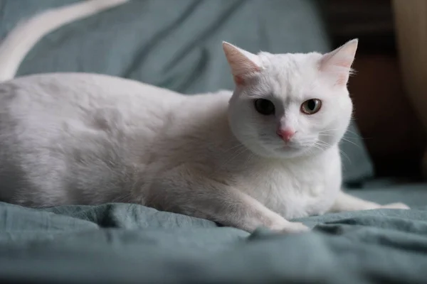 Close One Pure White Cat Lying Green Sheet Looking Camera — Stock Photo, Image