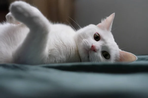 靠近一只躺在绿皮上的纯白猫 看着相机 背景模糊 角度低 — 图库照片