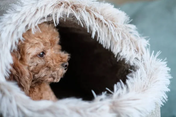 Stäng Leksakspudel Och Över Hundkojan Suddig Bakgrund — Stockfoto