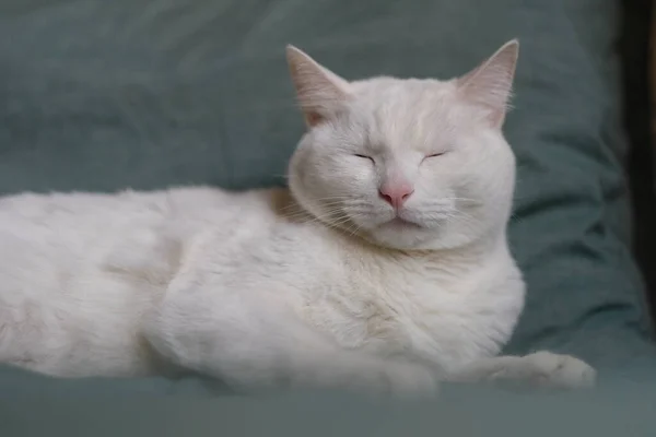 关上一只躺在绿皮上的纯白猫 闭上眼睛 模糊的背景 — 图库照片