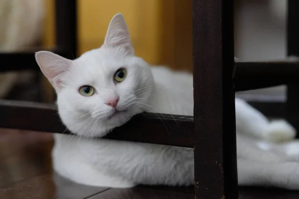 Tahta Sandalyenin Altında Yatan Saf Beyaz Bir Kediyi Kapat Kameraya — Stok fotoğraf