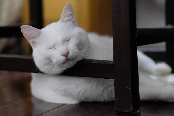 Sluiten Een Zuiver Witte Slapende Kat Liggend Onder Houten Stoel — Stockfoto