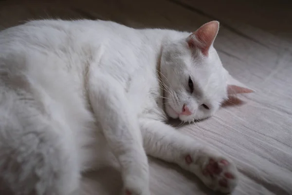 Закройте Одну Чистую Белую Кошку Лежащую Кровати Размытый Фон — стоковое фото