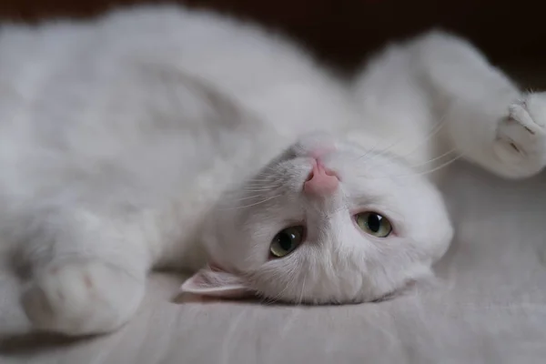 靠近一只纯白的猫 躺在床上 脸朝下 看着相机 — 图库照片