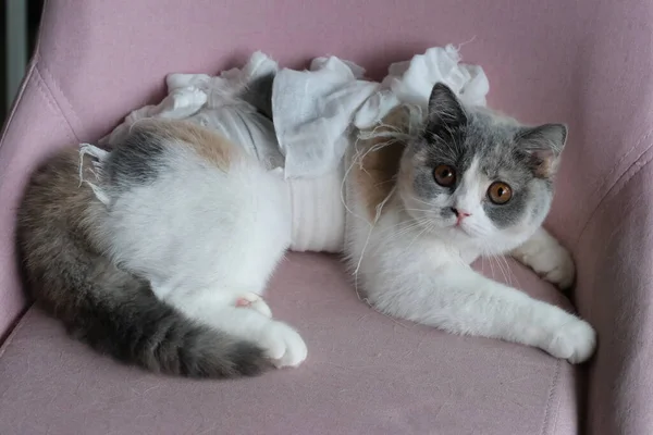 Закрийте Одну Британську Короткохвосту Кішку Яка Просто Лежить Стільці Сумно — стокове фото