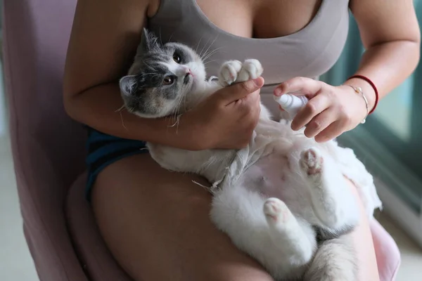 Ngiliz Shortair Cat Göbeğindeki Hayvan Sahibi Ilacını Kapatın Bulanık Arkaplan — Stok fotoğraf