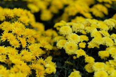 Küçük sarı kasımpatı çiçeklerinin yoğunluğunu kapat. Bulanık arkaplan