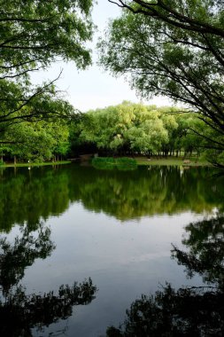 Huzurlu gölde yeşil orman yansıması. Ağaç dallarının çerçevesi.  