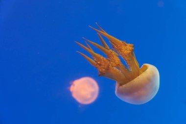 Sarı bir denizanası, saf mavi okyanus suyunda yüzer.