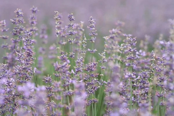 Fechar Fundo Arbusto Lavanda Densa Foco Suave — Fotografia de Stock