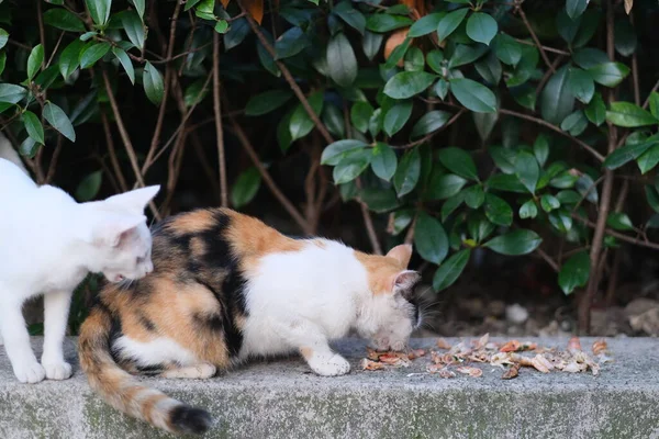 Dois Gatos Selvagens Comendo Frente Arbusto Verde — Fotografia de Stock