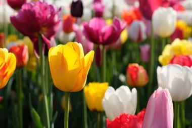 lalelerin çeşitli renklerini ve güneş ışığı altındaki yeşil sapları kapat. Bulanık arkaplan