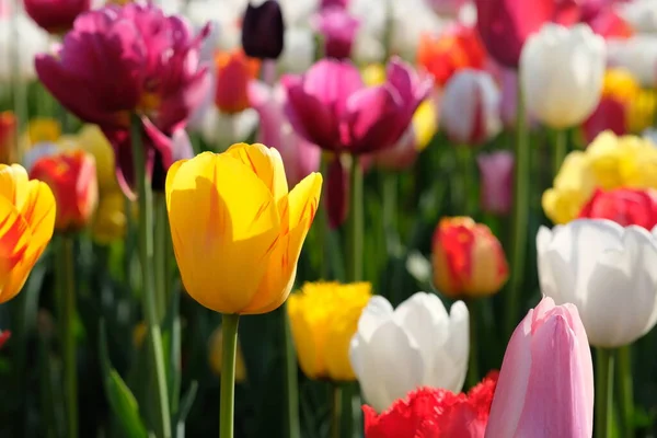 lalelerin çeşitli renklerini ve güneş ışığı altındaki yeşil sapları kapat. Bulanık arkaplan