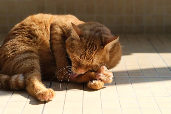 집에서 서발을 야옹이 고양이 — 스톡 사진