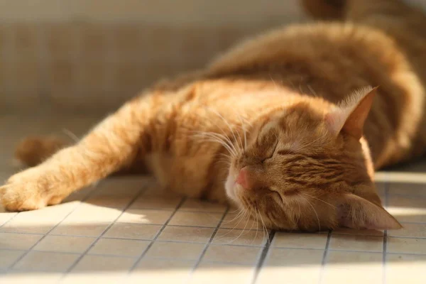 Ένα Tabby Γάτα Κοιμάται Στο Πάτωμα Κάτω Από Λιακάδα Στο — Φωτογραφία Αρχείου