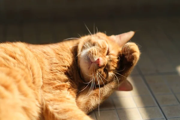 把一只滑稽的胖胖的猫关在阳光下 模糊的背景 — 图库照片