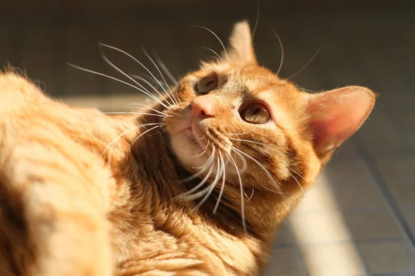 Närbild Ansikte Tabby Katt Solsken Hemma — Stockfoto