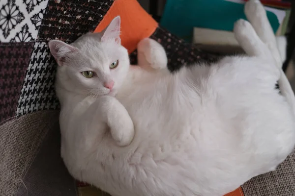 Sandalyedeki Saf Beyaz Kedi Kameraya Bakıyor — Stok fotoğraf