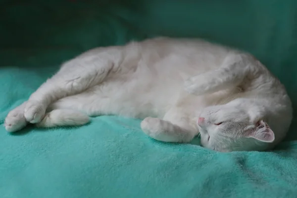 Longitud Completa Gato Blanco Durmiendo Manta Verde Bajo Luz Del —  Fotos de Stock