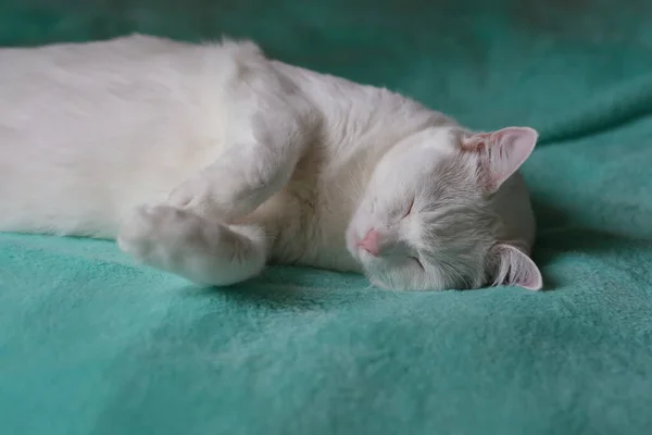 把一只睡在日光下绿色毛毯上的白猫关起来 — 图库照片